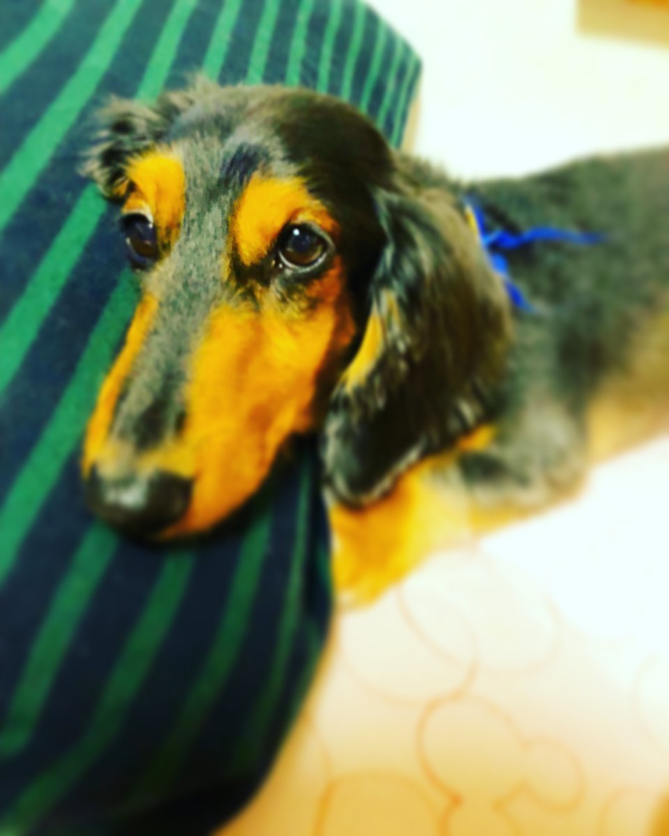 🐾ふりっぱーWebの紹介ペットちゃん🐾甘え坊で、寝るのが好きな男の子( ^ω^ )名前は、ぽち🐱自慢のペット写真募集中です🐶http... [ふりっぱーweb ペット写真【Twitter】]
