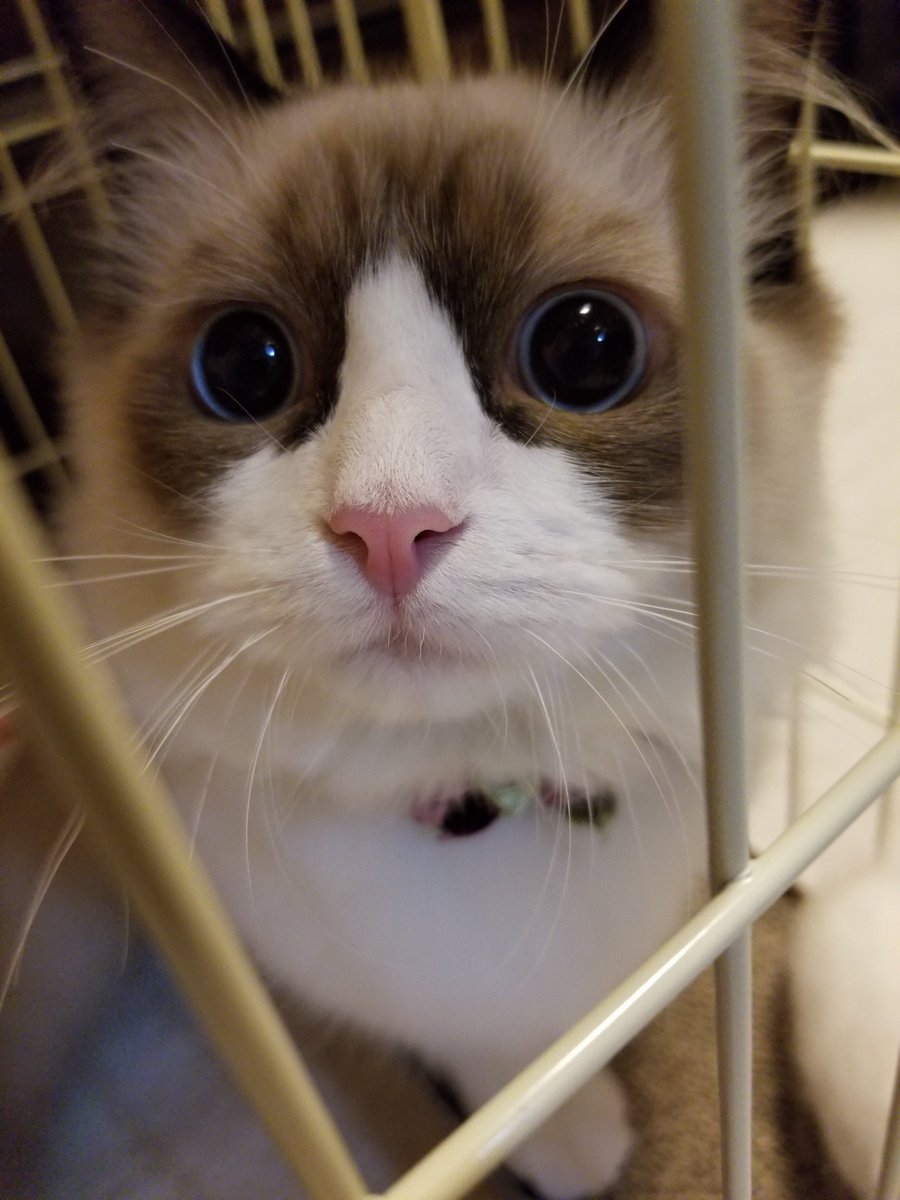 🐾ふりっぱーWebの紹介ペットちゃん🐾おめめがキュルキュルラグドールさん名前は、ちぢみちゃん🐱自慢のペット写真募集中です🐶http.... [ふりっぱーweb ペット写真【Twitter】]