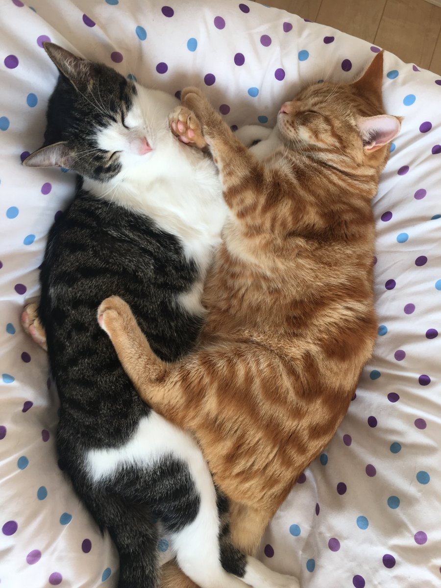 🐾ふりっぱーWebの紹介ペットちゃん🐾寝るときは仲良しこよし?名前は、ぽてちゃん ちっぷちやん🐱自慢のペット写真募集中です🐶http... [ふりっぱーweb ペット写真【Twitter】]