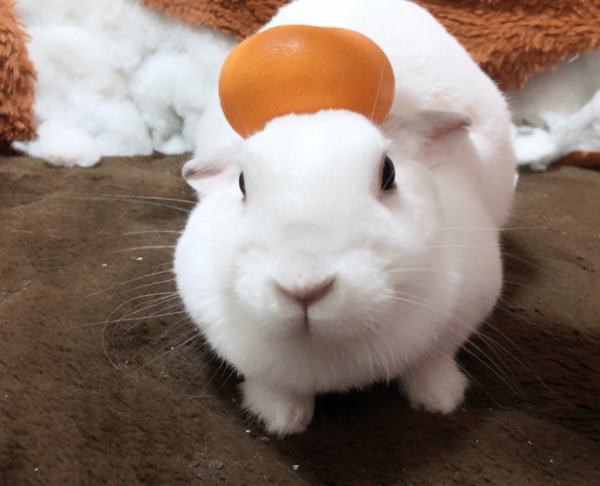 🐾ふりっぱーWebの紹介ペットちゃん🐾みかんを乗せると、置き物のふりをしてくれます！名前は、バニちゃん🐱自慢のペット写真募集中... [ふりっぱーweb ペット写真【Twitter】]