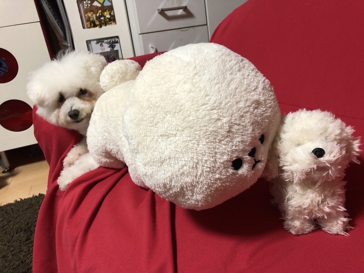 🐾ふりっぱーWebの紹介ペットちゃん🐾本物はどれでしょう？笑名前は、ゆきの🐱自慢のペット写真募集中です🐶https://t.co/s... [ふりっぱーweb ペット写真【Twitter】]