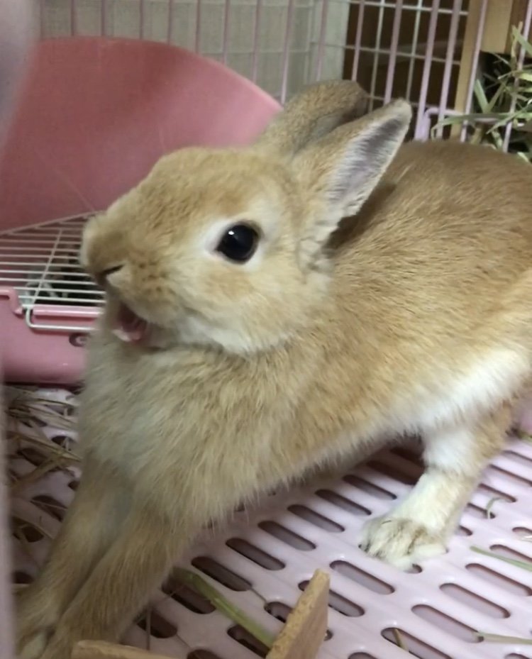 🐾ふりっぱーWebの紹介ペットちゃん🐾がおーっ！名前は、ちょび🐱自慢のペット写真募集中です🐶https://t.co/souzIqB... [ふりっぱーweb ペット写真【Twitter】]