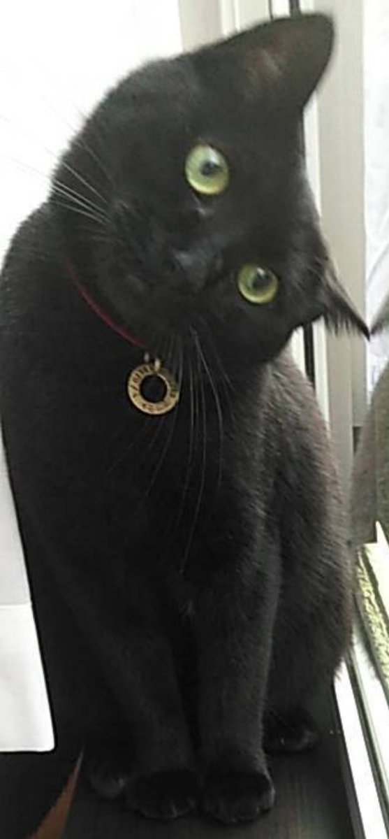 🐾ふりっぱーWebの紹介ペットちゃん🐾獣医さんにもゴロゴロスリスリ、人懐っこい元お外猫です☆名前は、叶夢くん🐱自慢のペット写真... [ふりっぱーweb ペット写真【Twitter】]