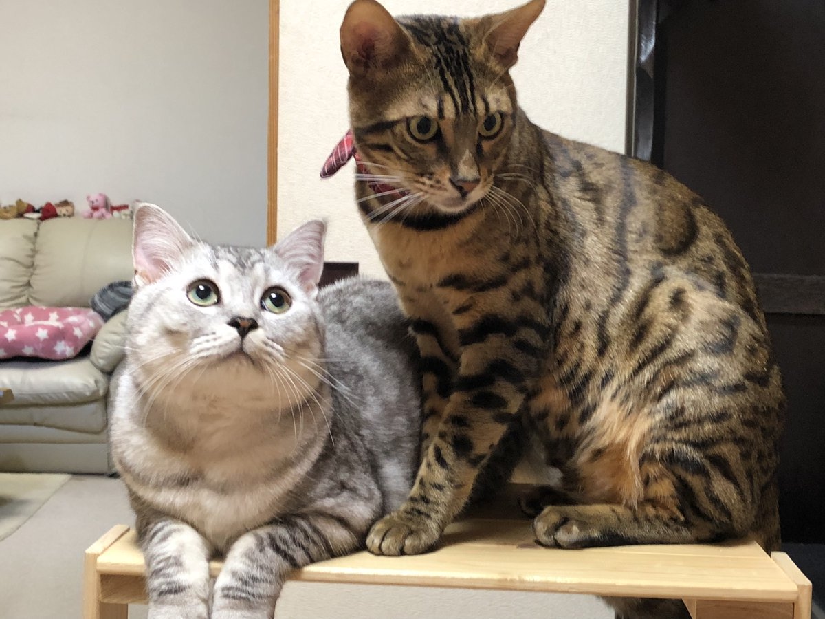 🐾ふりっぱーWebの紹介ペットちゃん🐾仲良し♫名前は、こむぎ・ココア🐱自慢のペット写真募集中です🐶https://t.co/souz... [ふりっぱーweb ペット写真【Twitter】]