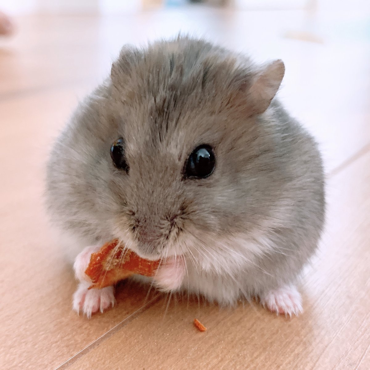 🐾ふりっぱーWebの紹介ペットちゃん🐾おやつだ～いすき♪ パリポリ♪名前は、はむたん🐱自慢のペット写真募集中です🐶https://t... [ふりっぱーweb ペット写真【Twitter】]