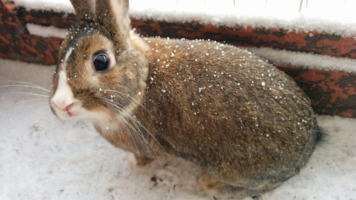 🐾ふりっぱーWebの紹介ペットちゃん🐾ついに初雪！！名前は、うさぎのぷーちゃん🐱自慢のペット写真募集中です🐶https://t.co... [ふりっぱーweb ペット写真【Twitter】]