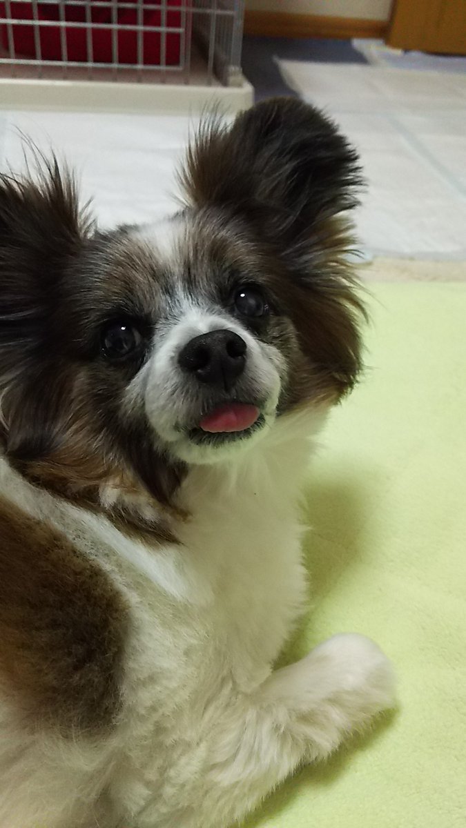 🐾ふりっぱーWebの紹介ペットちゃん🐾いつもベロが出てしまう可愛い息子です！名前は、マグ🐱自慢のペット写真募集中です🐶https:/... [ふりっぱーweb ペット写真【Twitter】]