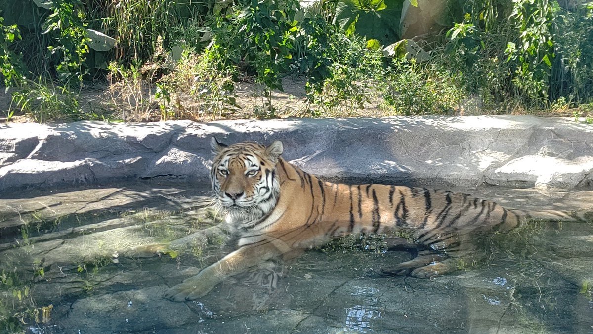円山動物園大きな猫を見に行く(笑) [おもちゃの平野【Twitter】]