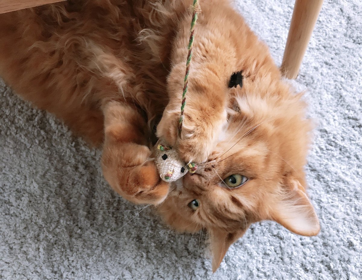 🐾ふりっぱーWebの紹介ペットちゃん🐾ネズミ！とったー！名前は、麦🐱自慢のペット写真募集中です🐶https://t.co/souzI... [ふりっぱーweb ペット写真【Twitter】]
