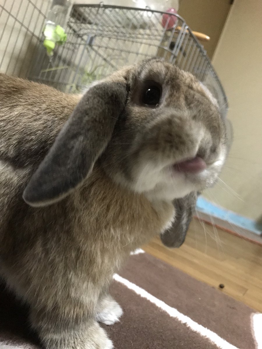 🐾ふりっぱーWebの紹介ペットちゃん🐾毎日 元気に家の中を うさんぽしてるよ～♪♪名前は、おもちくん🐱自慢のペット写真募集中です🐶.... [ふりっぱーweb ペット写真【Twitter】]