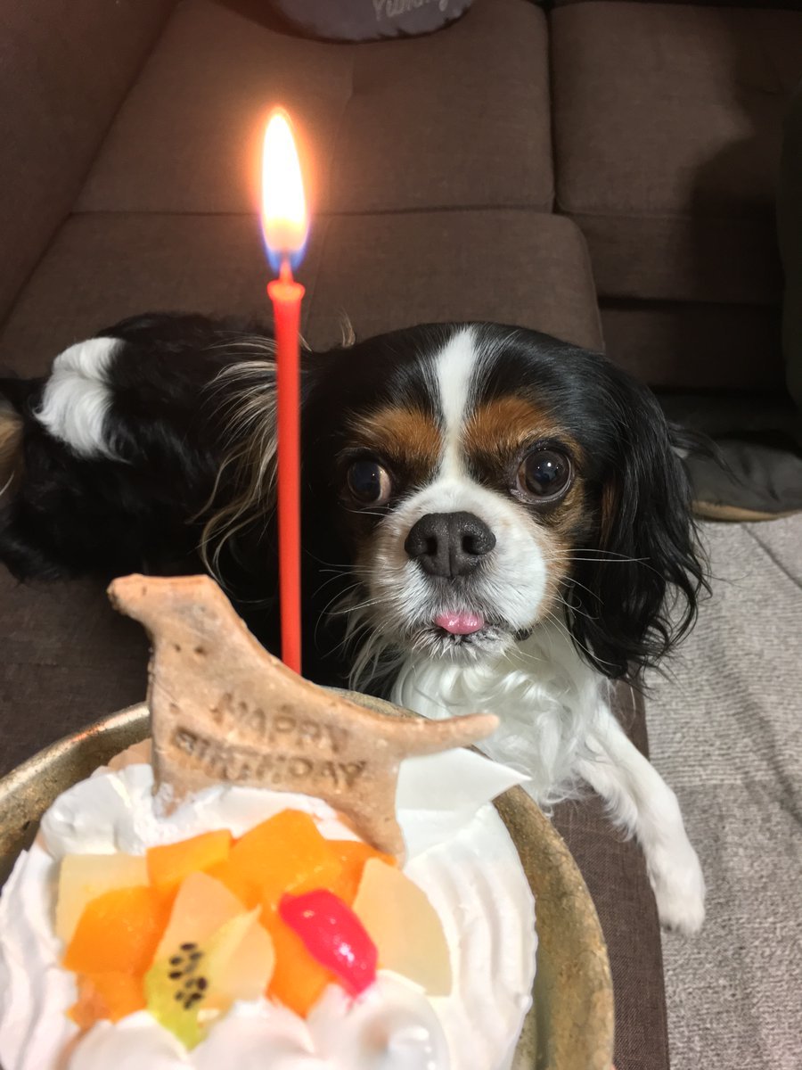 🐾ふりっぱーWebの紹介ペットちゃん🐾7歳の誕生日！長生きしてね。名前は、ネス🐱自慢のペット写真募集中です🐶https://t.co... [ふりっぱーweb ペット写真【Twitter】]