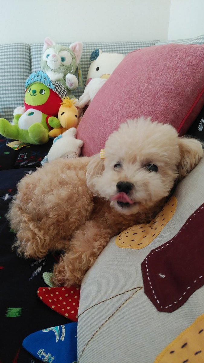🐾ふりっぱーWebの紹介ペットちゃん🐾リラックス中☆名前は、ゆず🐱自慢のペット写真募集中です🐶https://t.co/souzIq... [ふりっぱーweb ペット写真【Twitter】]