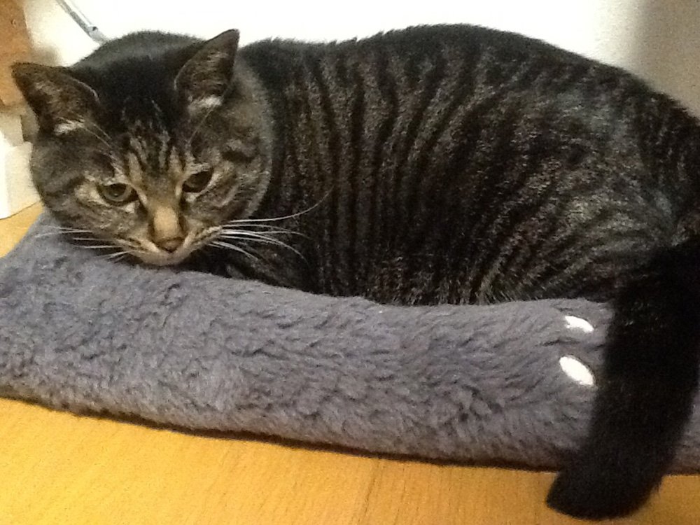 🐾ふりっぱーWebの紹介ペットちゃん🐾9歳の男の子です。飼い主に似て超ワガママです。名前は、ルーク🐱自慢のペット写真募集中です🐶..... [ふりっぱーweb ペット写真【Twitter】]
