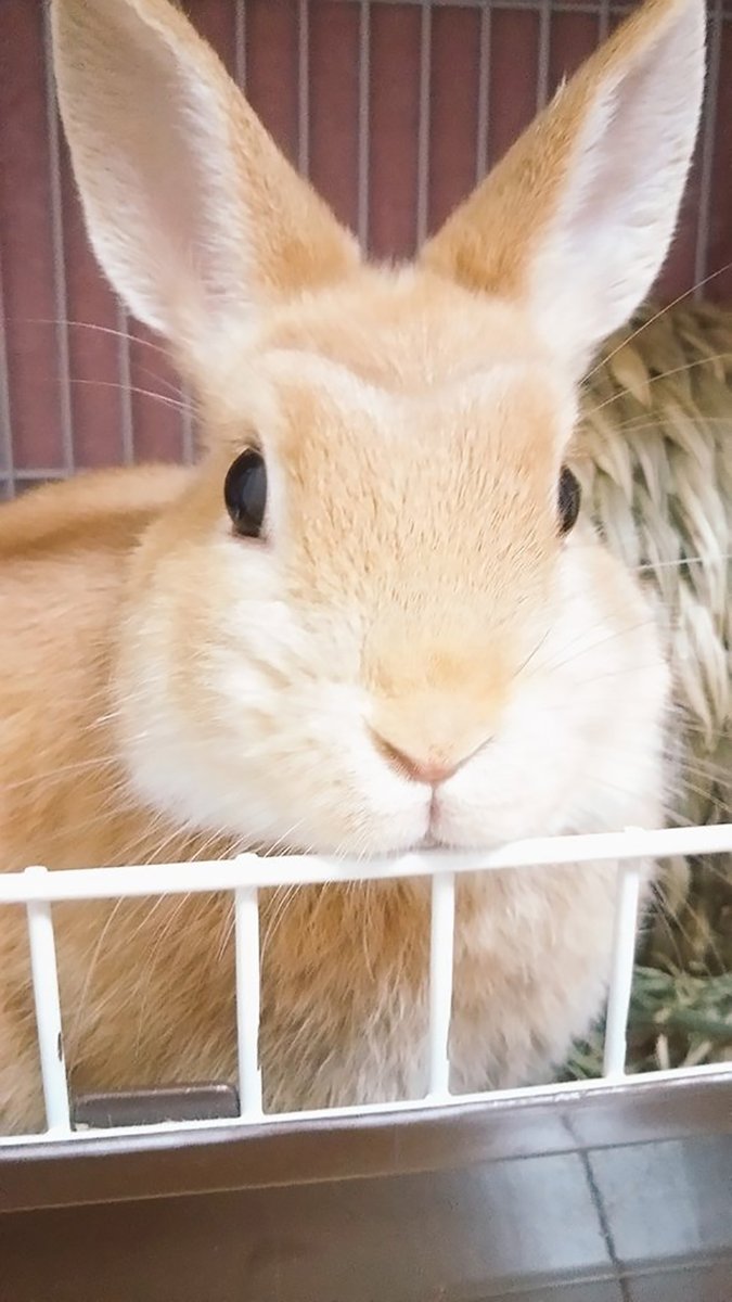 🐾ふりっぱーWebの紹介ペットちゃん🐾ドアップ！名前は、エリザベス🐱自慢のペット写真募集中です🐶https://t.co/souzI... [ふりっぱーweb ペット写真【Twitter】]