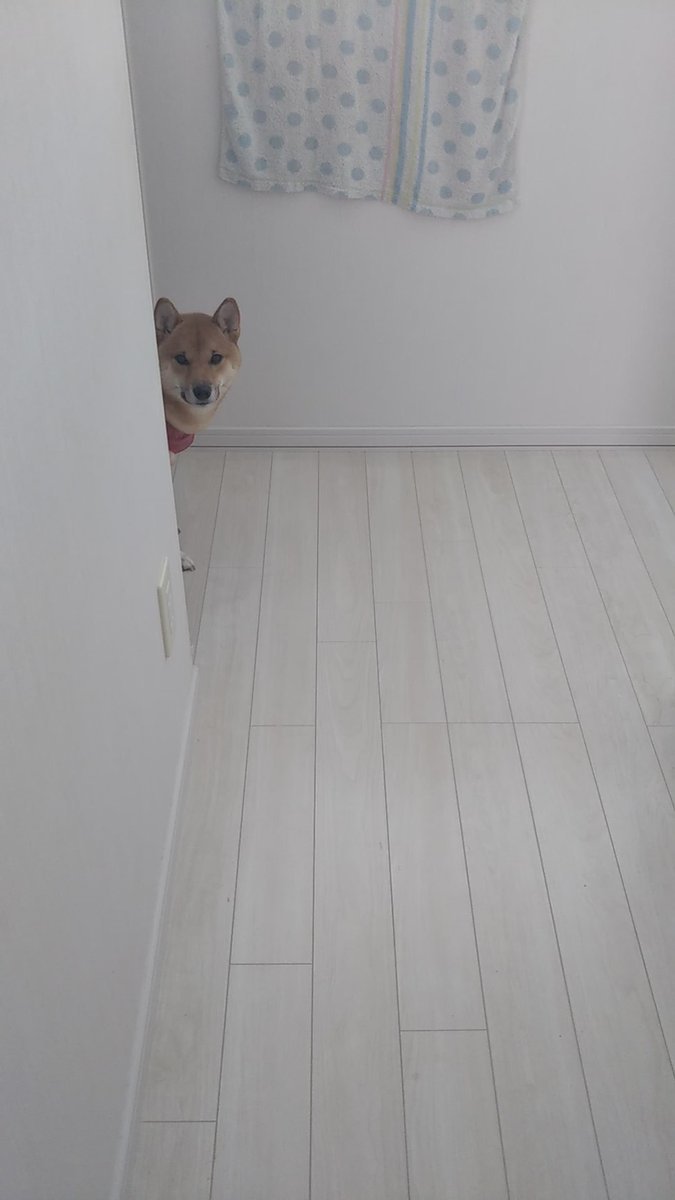 🐾ふりっぱーWebの紹介ペットちゃん🐾階段を登ったら、、、居ました（笑）名前は、ネネ🐱自慢のペット写真募集中です🐶https://t... [ふりっぱーweb ペット写真【Twitter】]