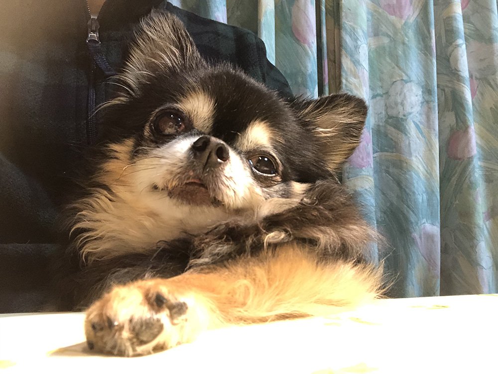 🐾ふりっぱーWebの紹介ペットちゃん🐾ぐうたれな子ですがそこが良く癒されてます。名前は、えんじぇる🐱自慢のペット写真募集中です... [ふりっぱーweb ペット写真【Twitter】]