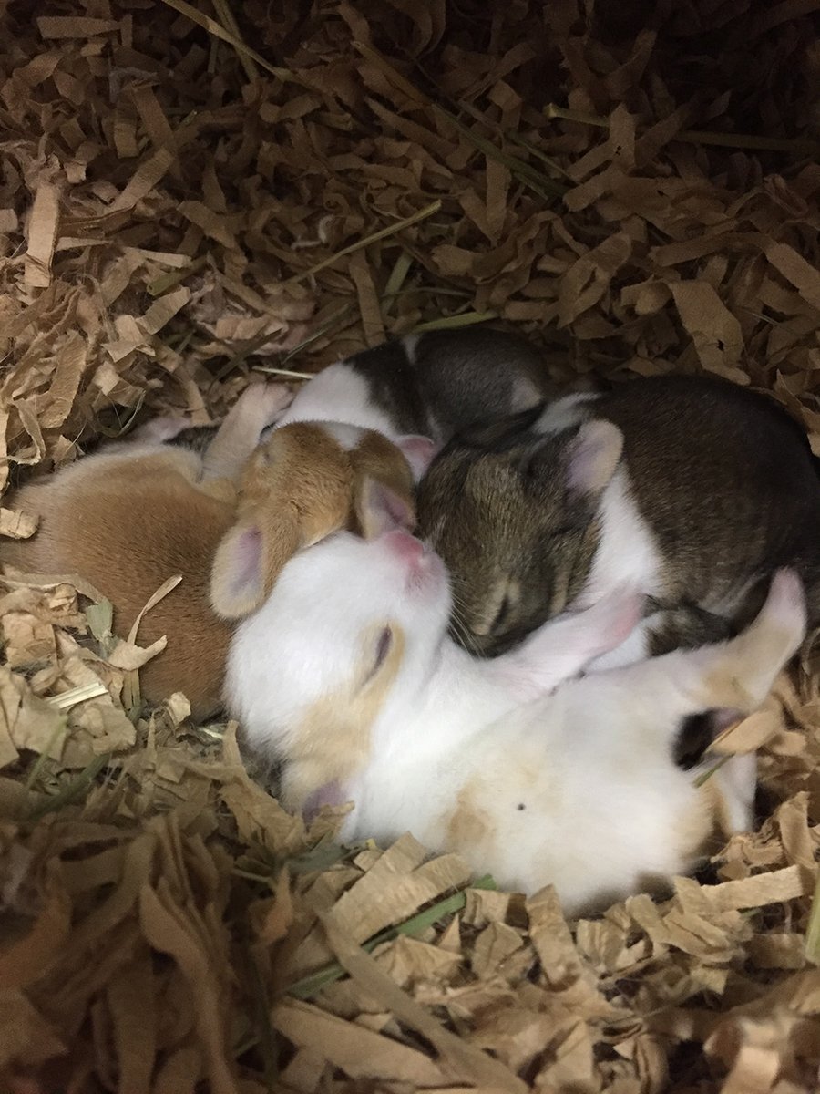 🐾ふりっぱーWebの紹介ペットちゃん🐾今月の10日にうさぎの赤ちゃん産まれました！名前は、ウサコ＆ラビたん🐱自慢のペット写真募集... [ふりっぱーweb ペット写真【Twitter】]