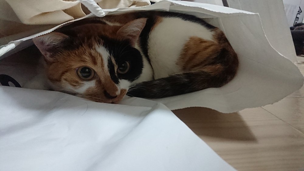🐾ふりっぱーWebの紹介ペットちゃん🐾紙袋の中が大好きな女の子です！名前は、つむぎ🐱自慢のペット写真募集中です🐶https://t.... [ふりっぱーweb ペット写真【Twitter】]