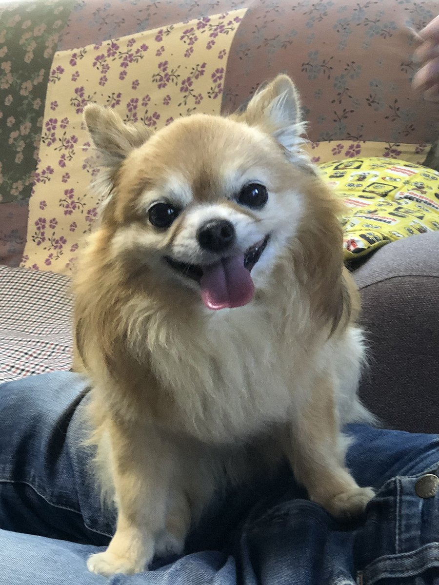 🐾ふりっぱーWebの紹介ペットちゃん🐾最高の笑顔で家族の癒し役。今日も飛びっきりの笑顔です♪名前は、オレンヂ🐱自慢のペット写真... [ふりっぱーweb ペット写真【Twitter】]
