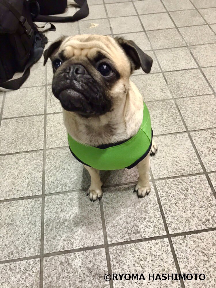 はなちゃんが…かわいいぃぃぃ🐶🥺ただいま #ジョイフルエーケー 様にて『#ペットも一緒に応援キャンペーン』開催中📣🐶キャンペーン期.... [レバンガ北海道【Twitter】]