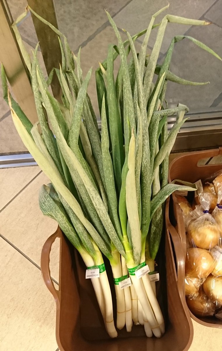 本日の入荷情報‼️#畑とキッチン さんの #長ねぎ が入荷致しました‼️その他の野菜も入荷していますので、是非、ご来店くださいませ😃#..... [元気ショップいこ～る【Twitter】]