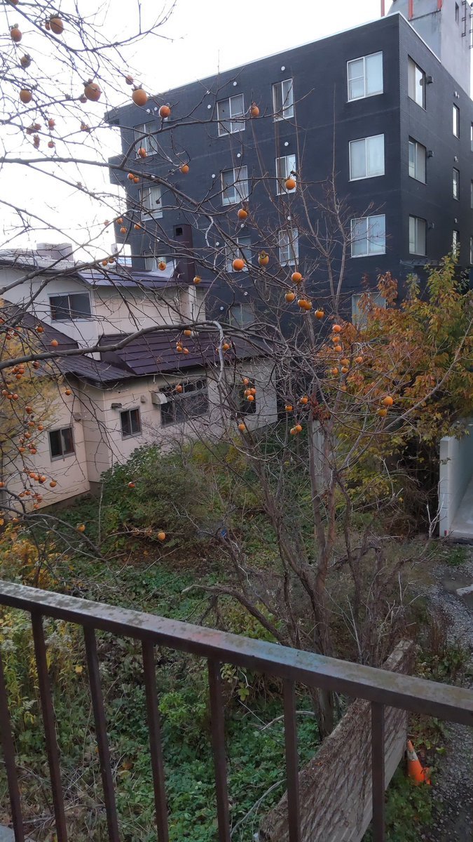 今年も柿がたくさん出来てますね!先日の強風で葉っぱが無くなって、実がだけになってました。今年は、もう鳥が食べてますね。甘い... [おもちゃの平野【Twitter】]