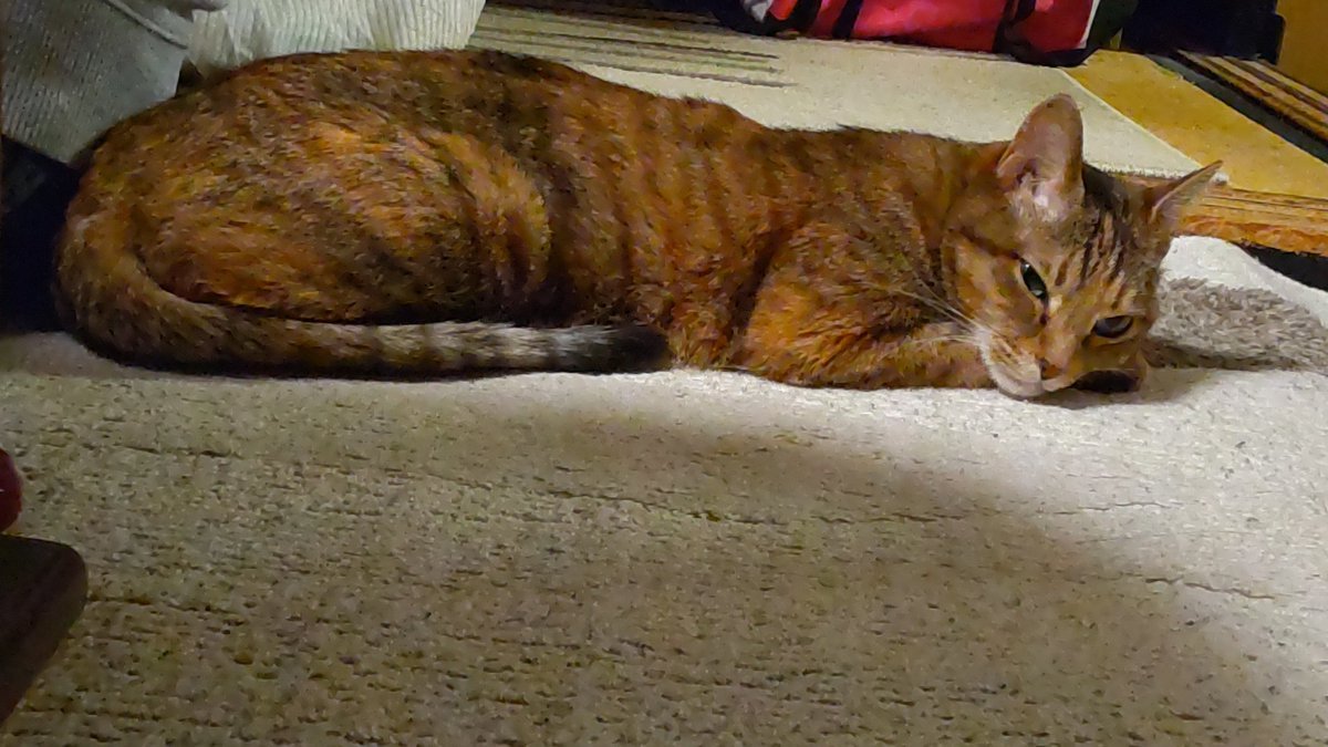 うちの猫も床暖房大好きです。やっと床暖の存在に気づいたのか？（笑） [おもちゃの平野【Twitter】]