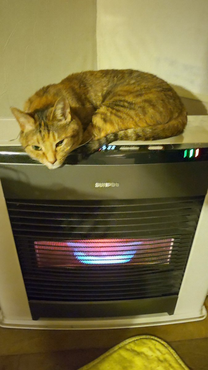 凄い猫の日らしいので、ストーブ大好きなうちの猫をお披露目!（笑） [おもちゃの平野【Twitter】]