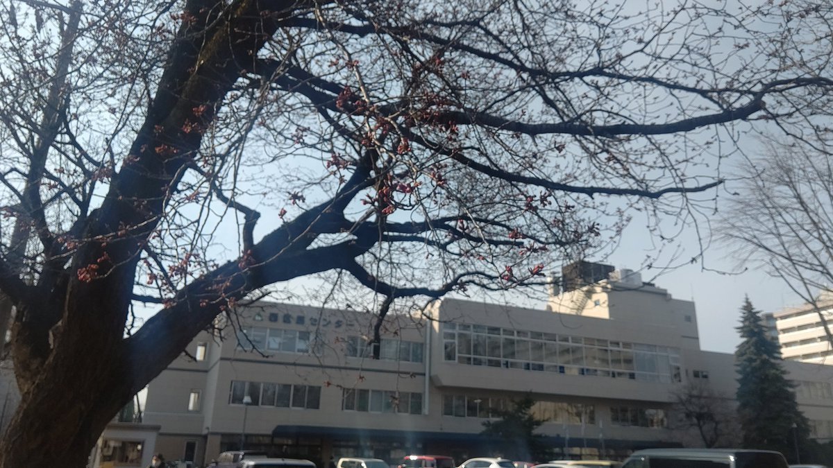 おはようございます☁写真は一昨日の様子です。昨日は暖かかったから今日はどうかな…🌸開店でーす！#おもちゃの平野 [おもちゃの平野【Twitter】]