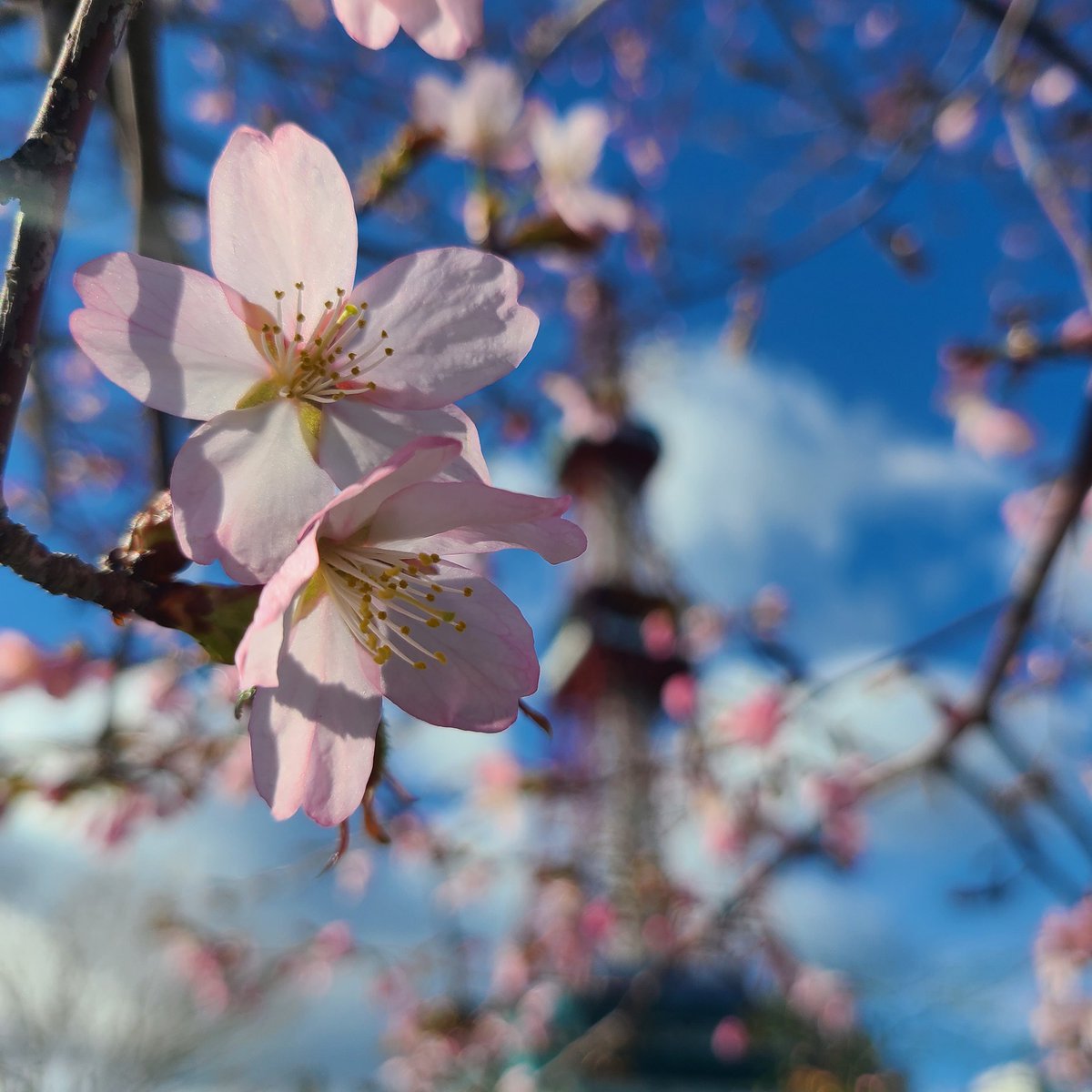 おはようございます☀️札幌校のある大通公園⛲エゾヤマ、チシマ、八重咲きました🌸ソメイヨシノはもう少し💓開催中のきもの展内覧会へきも... [小林豊子きもの学院【Twitter】]