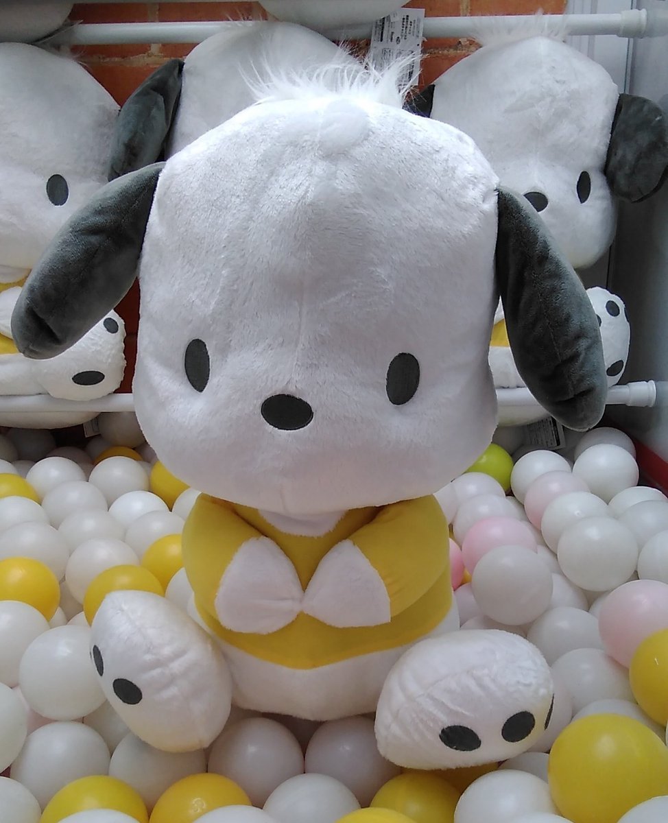 ポチャッコの大きなぬいぐるみが入荷しました。#ポチャッコ [ワンダーシティ札幌 プラボ札幌西町店【Twitter】]