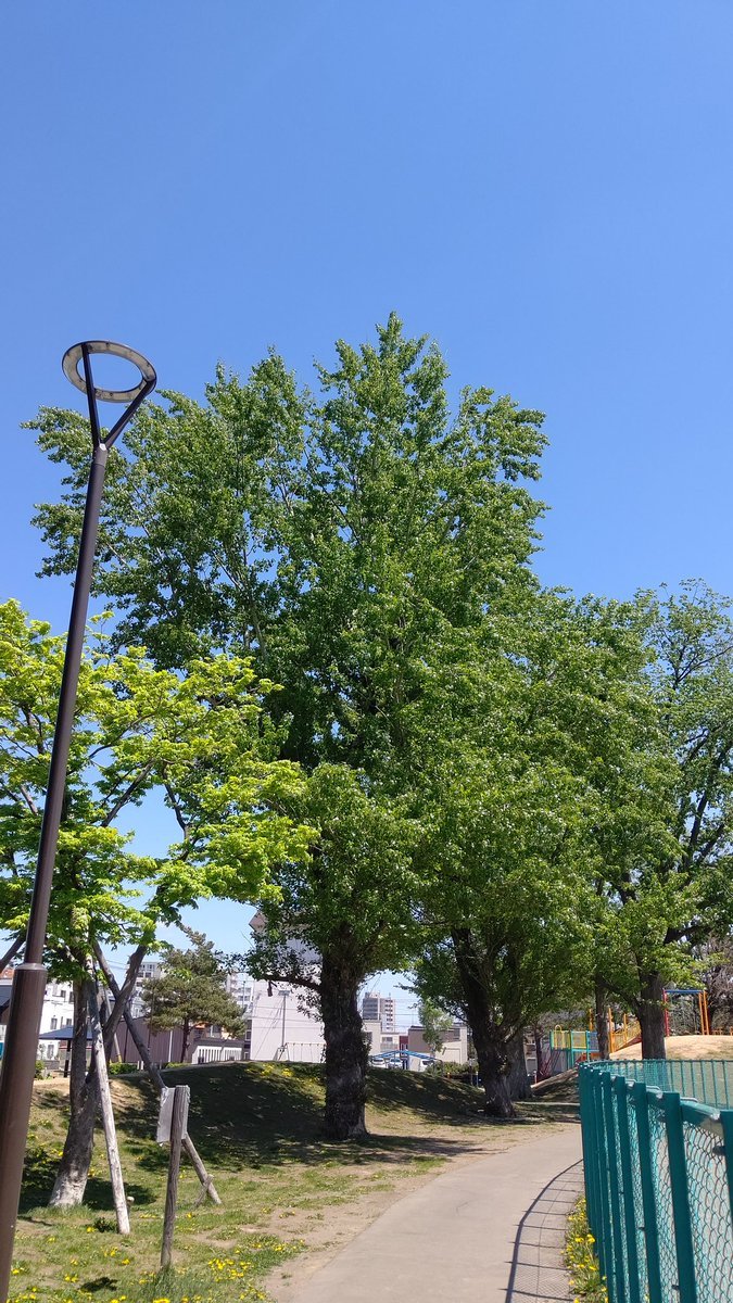 おはようございます☁だいぶ過ごしやすい気温になってきました～わたしはこの季節の若い緑色が大好きです。(写真は晴れた日に撮った... [おもちゃの平野【Twitter】]