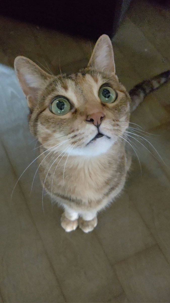 #TLに猫を流す [おもちゃの平野【Twitter】]