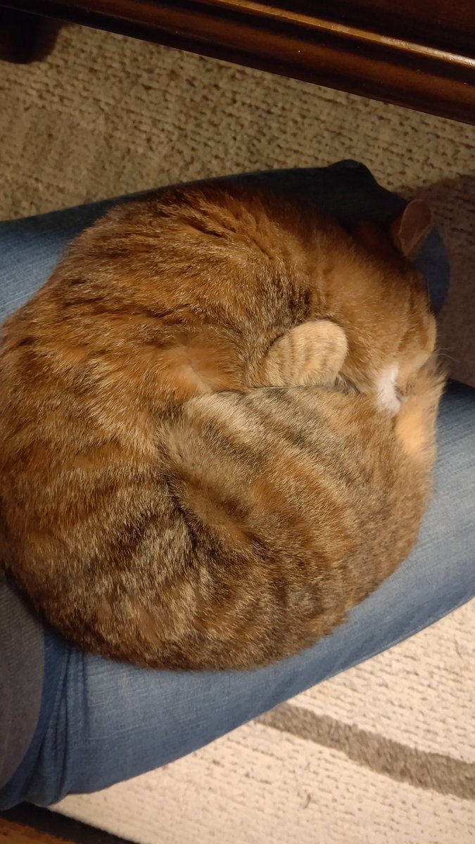 #TLに猫を流す [おもちゃの平野【Twitter】]