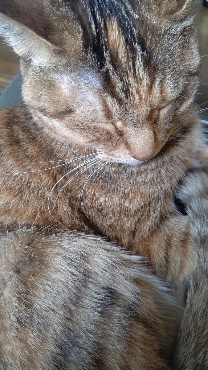 #TLに猫を流す [おもちゃの平野【Twitter】]