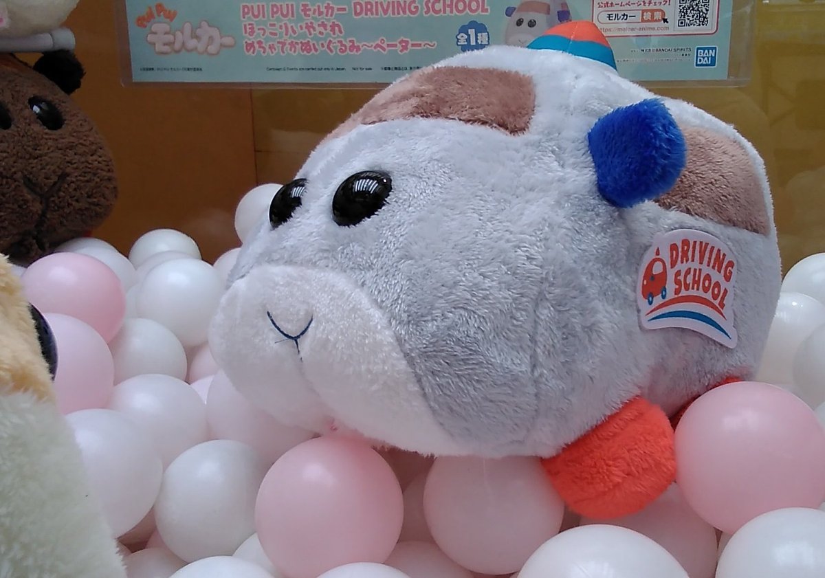 ｢PUI PUI モルカー DRIVING SCHOOL｣の大きなぬいぐるみが入荷しました。#モルカー #ペーター [ワンダーシティ札幌 プラボ札幌西町店【Twitter】]