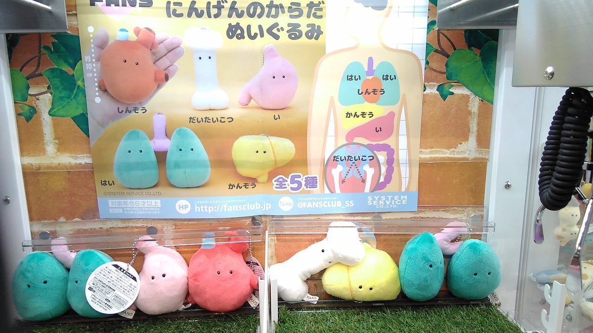 FANSボールチェーン付き にんげんのからだ ぬいぐるみが入荷致しました。#にんげんのからだ　#ぬいぐるみ　#FANS [ワンダーシティ札幌 プラボ札幌西町店【Twitter】]