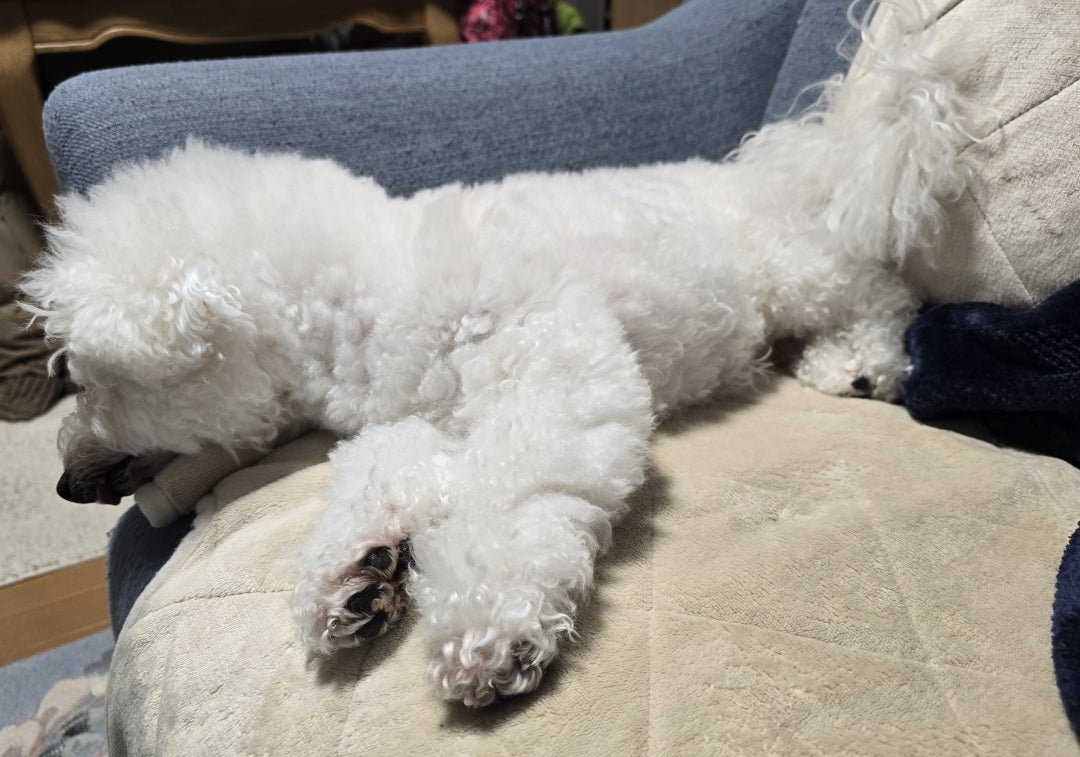 愛犬 [idaカーコーティング担当まさるのブログ]