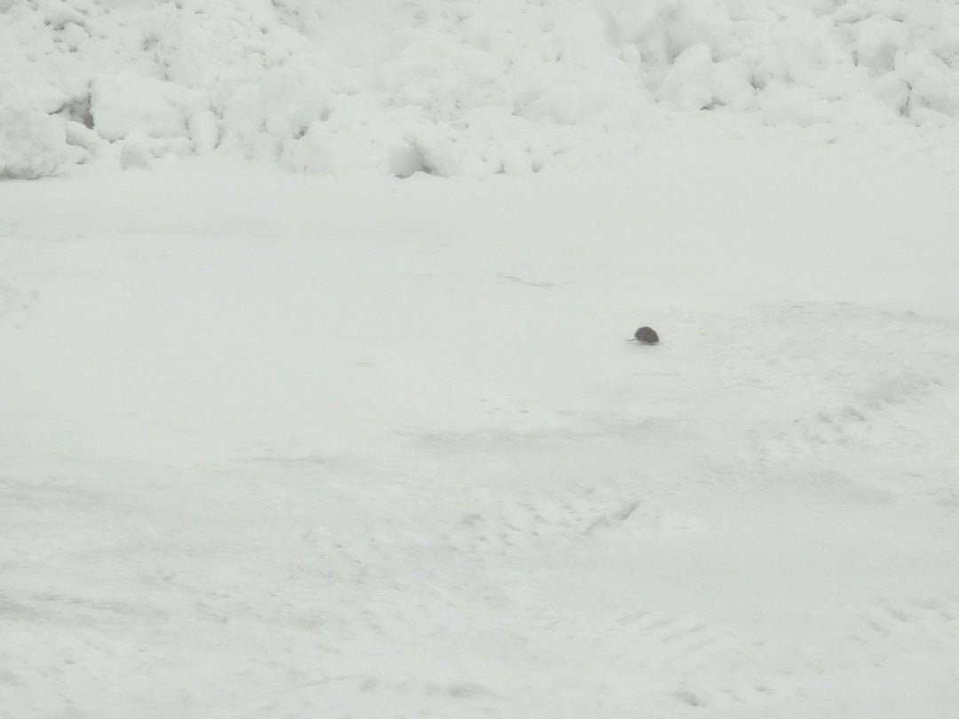 チュウ [idaカーコーティング担当まさるのブログ]