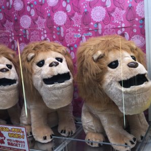 シャクレルプラネットのライオンの大きなぬいぐるみが入荷しました。この夏はライオンが人気ですね！ pic.twitter.com/HtBOtH... [ワンダーシティ札幌 プラボ札幌西町店【Twitter】]
