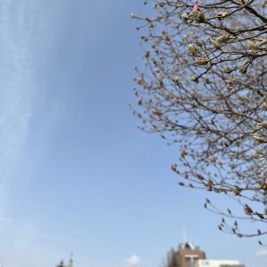 おはようございます😃ここ数日の寒さとうって変わって暖かな今朝の札幌☀️学院のある大通公園では木蓮のつぼみが色づいて来ました🌺心ウ... [小林豊子きもの学院【Twitter】]