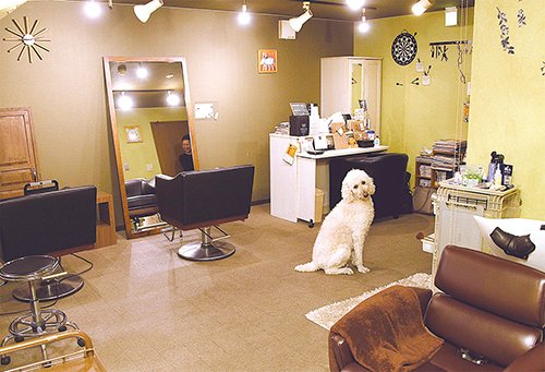 スタンダードプードルの看板犬 アフロ君 がお出迎えの美容室 01 21 札幌市の美容室 理容室 美容室 マニフィック Magnifigue 札幌のお店 イベント 動画やレシピ情報 ふりっぱーweb
