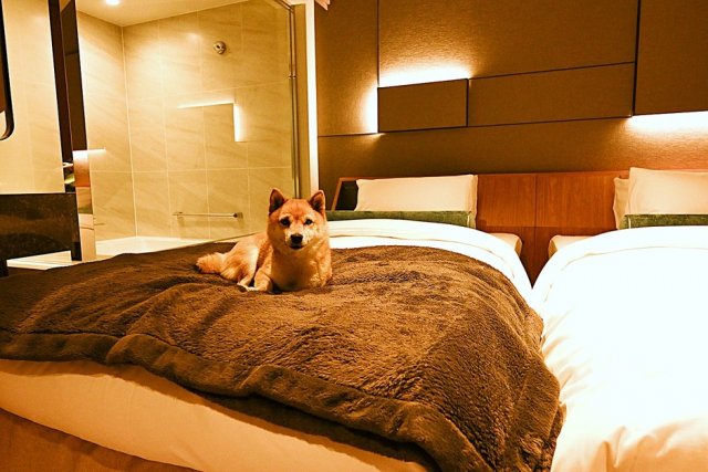 愛犬と泊まるペットフレンドリーなプラン～Your Stay, Your Style, Your VIP (Very Important Pet) ～