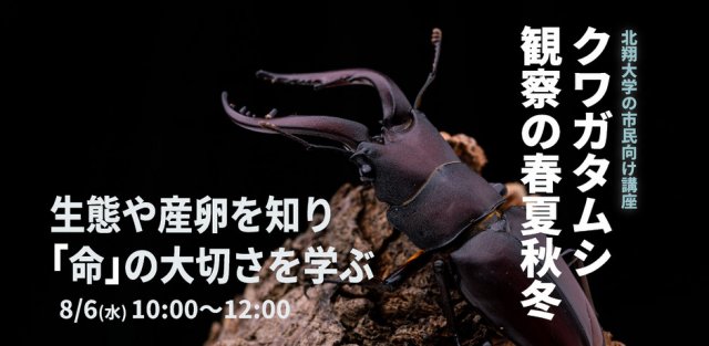 クワガタムシ観察の春夏秋冬