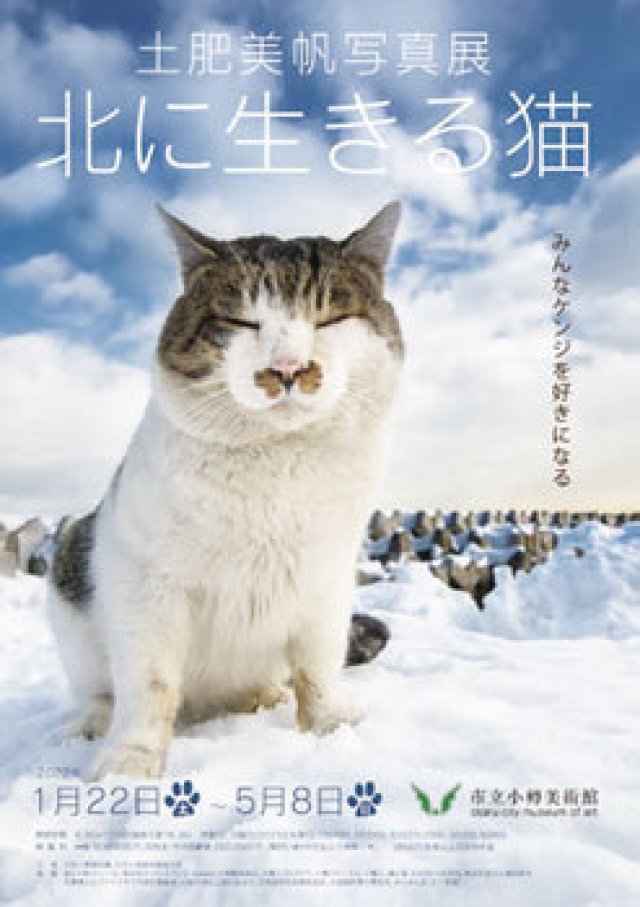 小樽で生きる猫たちを通して、小樽を感じる 土肥美帆写真展 北に生きる猫