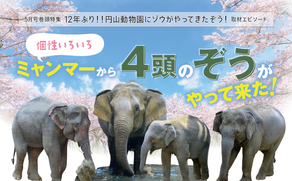 【取材エピソード】5月号巻頭特集　円山動物園にゾウがきたぞう！