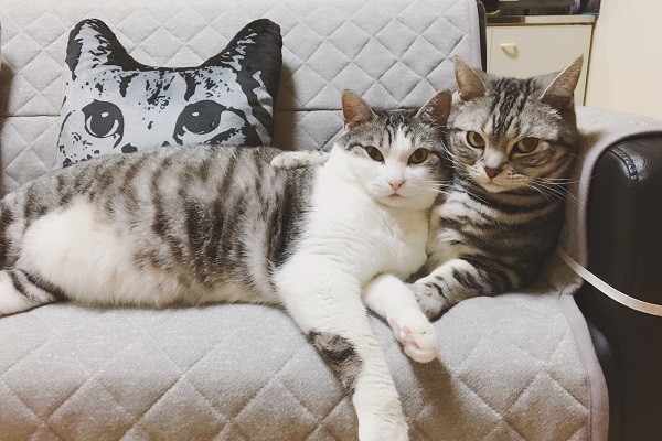 飼い主さん自慢のペットをご紹介 Br 札幌市 白石区にお住まいの グリ ヒー ちゃんが登場 札幌 のお店 イベント 動画やレシピ情報 ふりっぱーweb