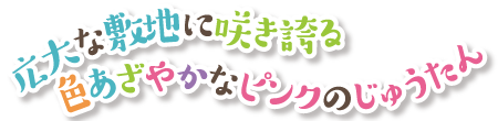 広大な敷地に咲き誇る　色あざやかなピンクのじゅうたん