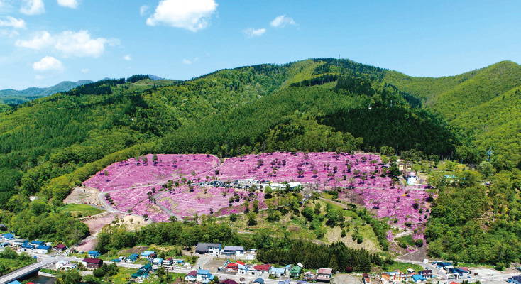 上空 芝桜のイメージ