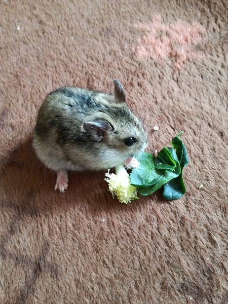 飼い主さん自慢のペットをご紹介 Br 札幌市 中央区にお住まいのゆきみちゃんが登場 札幌のお店 イベント 動画やレシピ情報 ふりっぱーweb